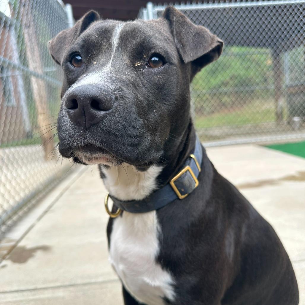 Enlarge Apollo 0071, a Adoptable Mixed Breed in Columbus, GA image 6/6