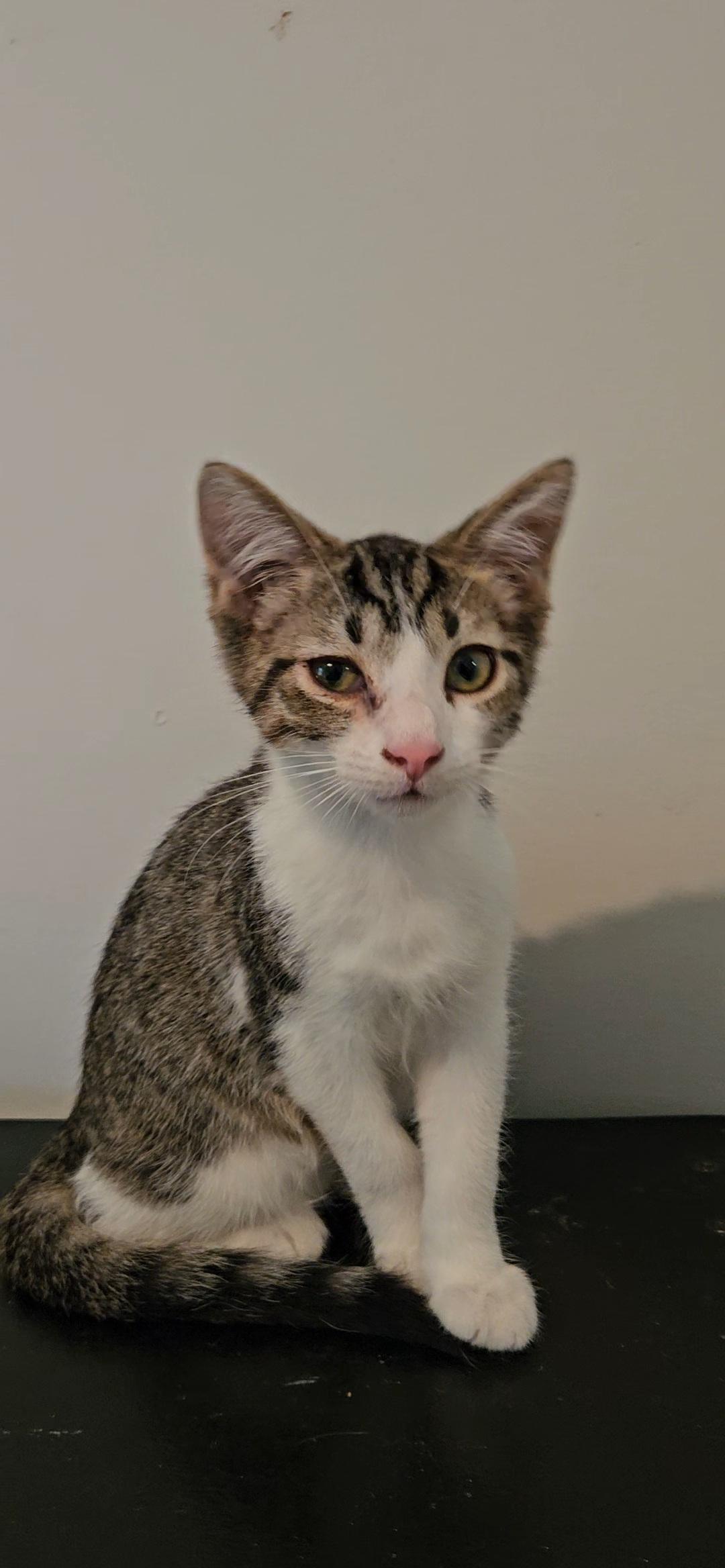 Mocha, Adoptable, Kitten Male Domestic Short Hair.