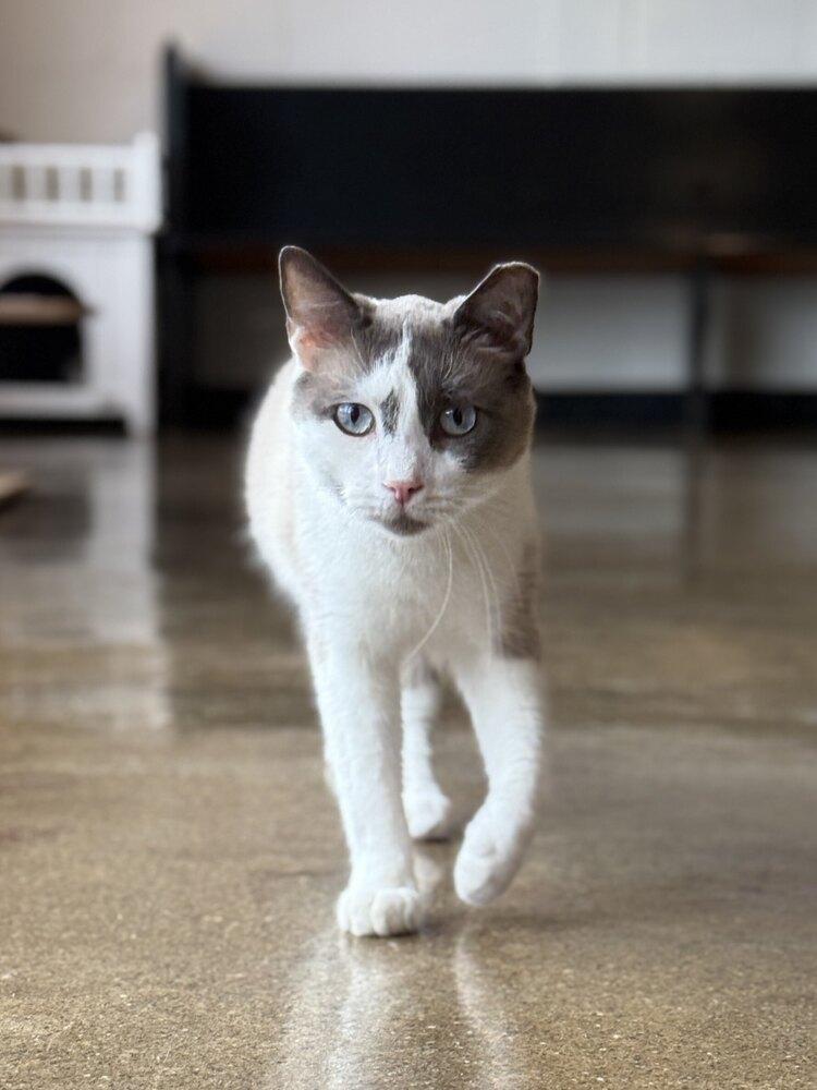 Enlarge Stewart, a Adoptable mixed breed in Ferndale, MI image 2/6