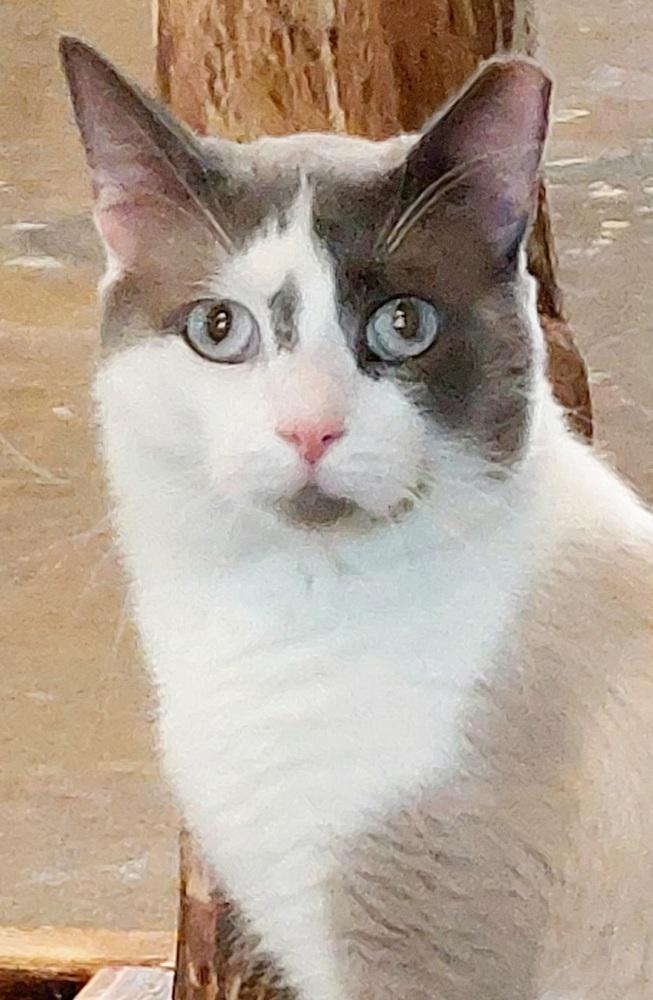 Enlarge Stewart, a Adoptable mixed breed in Ferndale, MI image 3/6