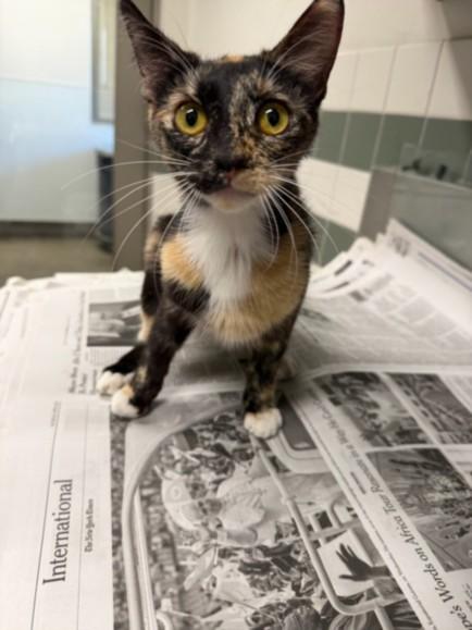 Enlarge AUBREY, a Adoptable Domestic Short Hair in Van Nuys, CA image 1/1