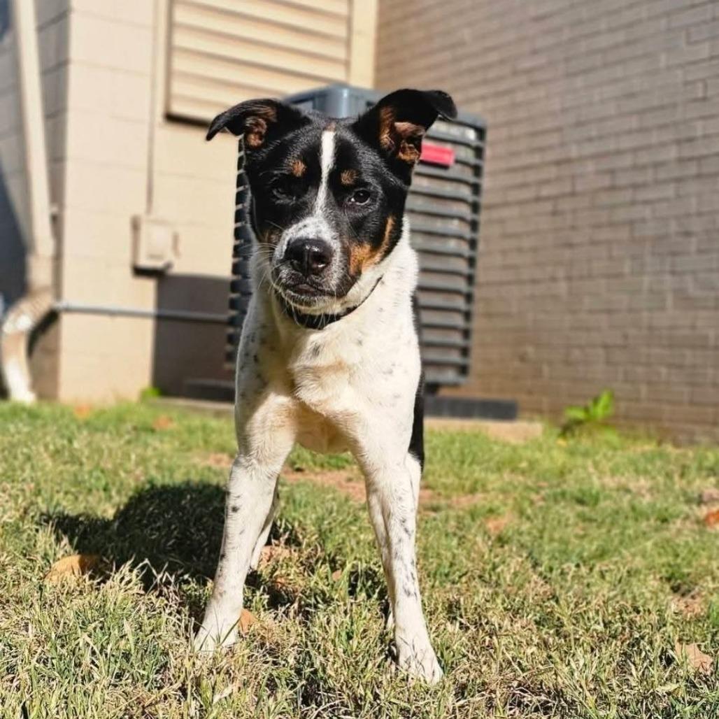 Oreo (O), a Adoptable mixed breed in Simpsonville, SC image 1/4
