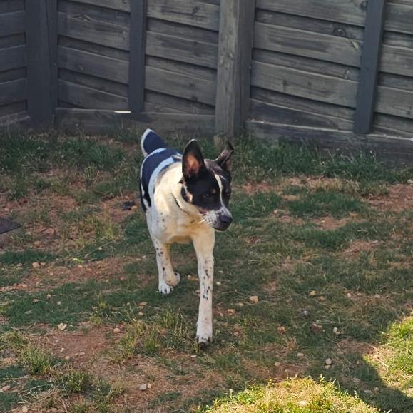 Oreo (O), a Adoptable mixed breed in Simpsonville, SC image 2/4
