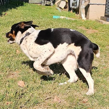 Oreo (O), a Adoptable mixed breed in Simpsonville, SC image 3/4