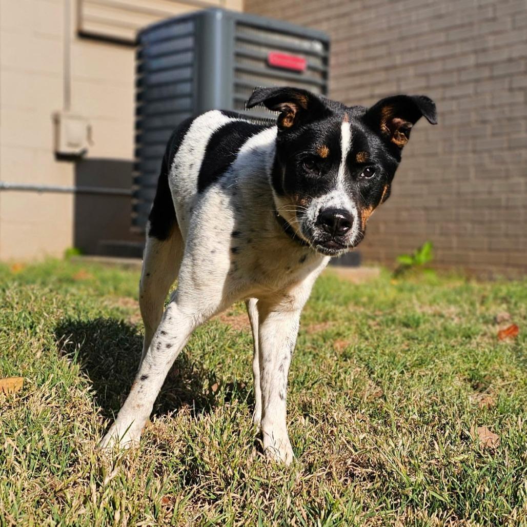Oreo (O), a Adoptable mixed breed in Simpsonville, SC image 4/4