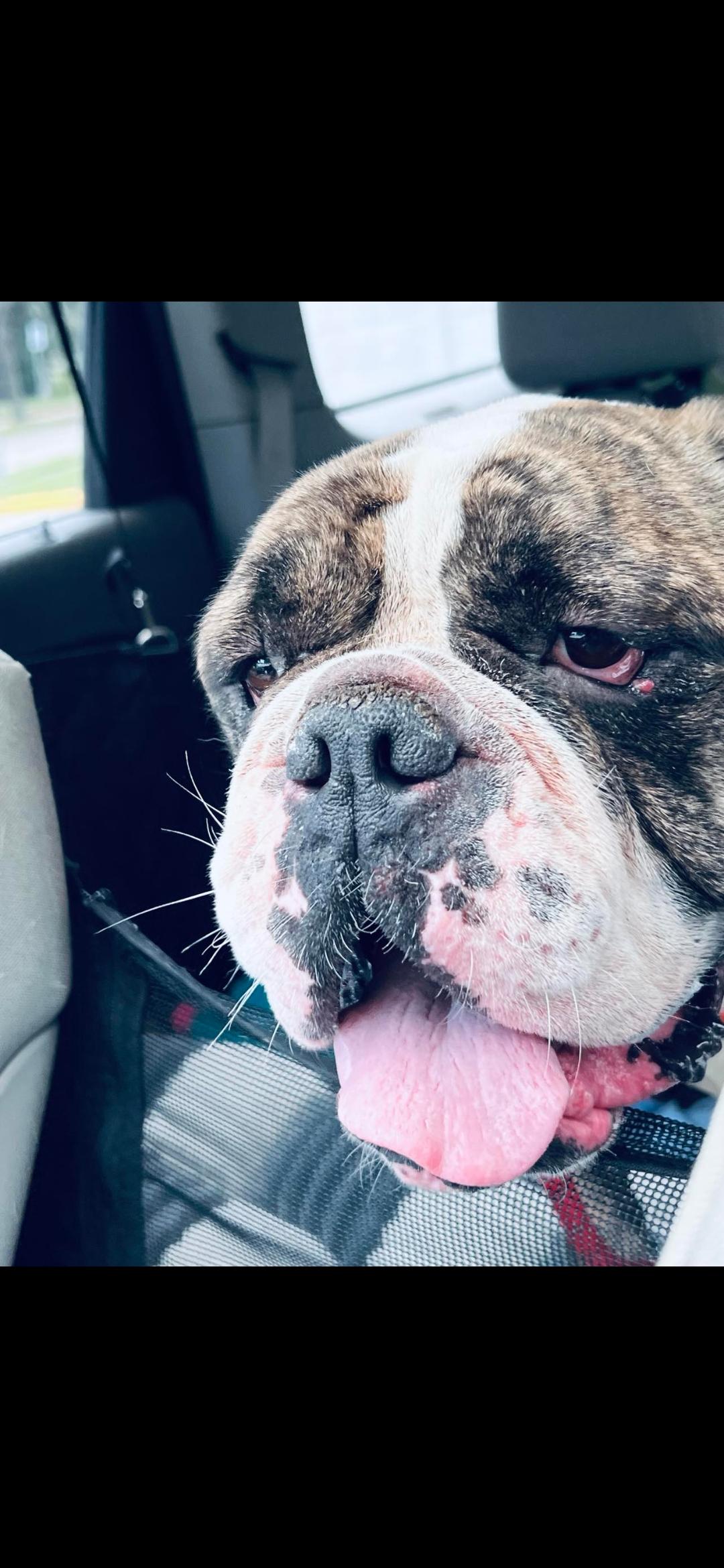 Cagney English Bulldog Dog