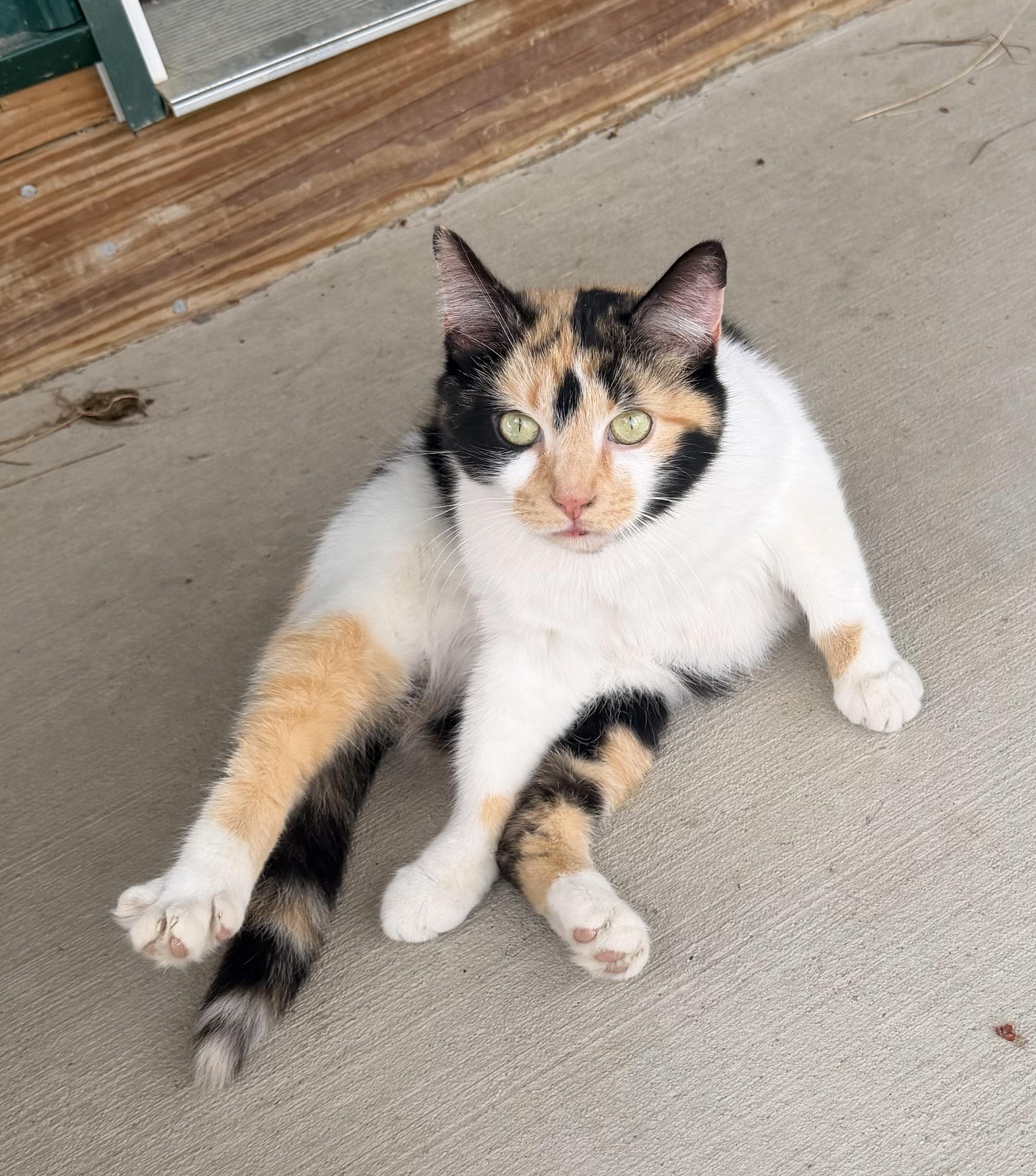 Enlarge Catalina, an adopted Calico in Pittsburgh, PA image 4/4