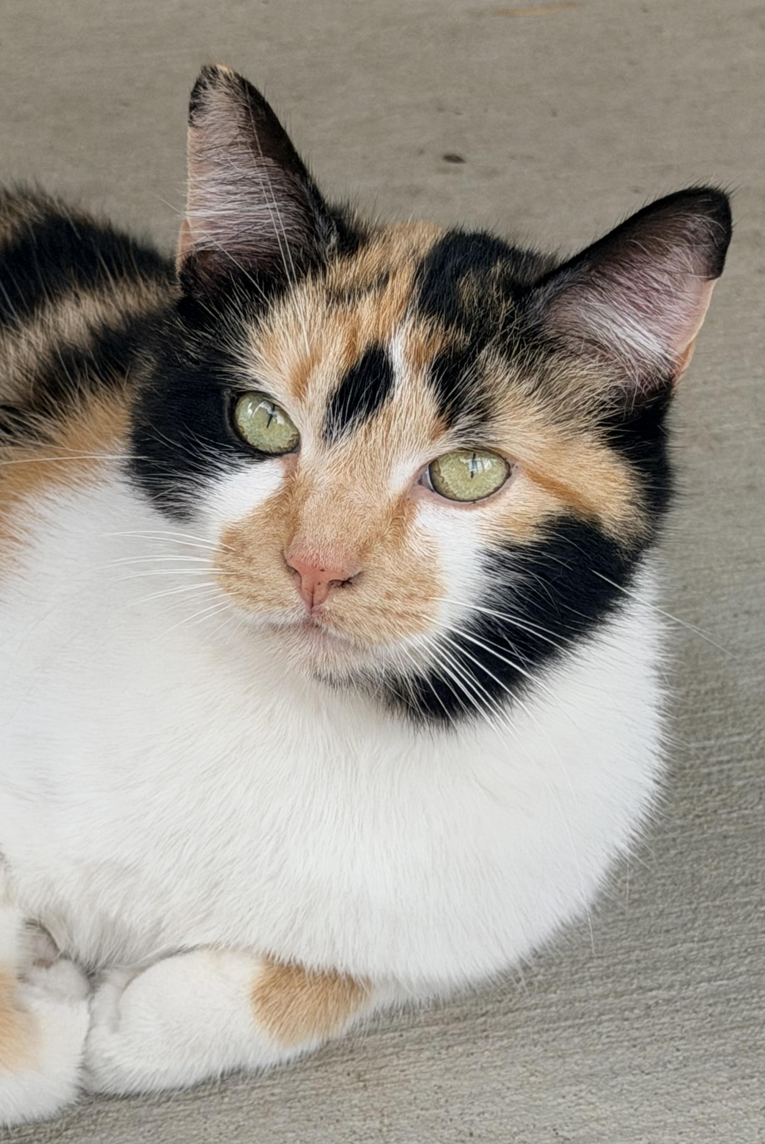 Catalina, adopted, Adult Female Calico.