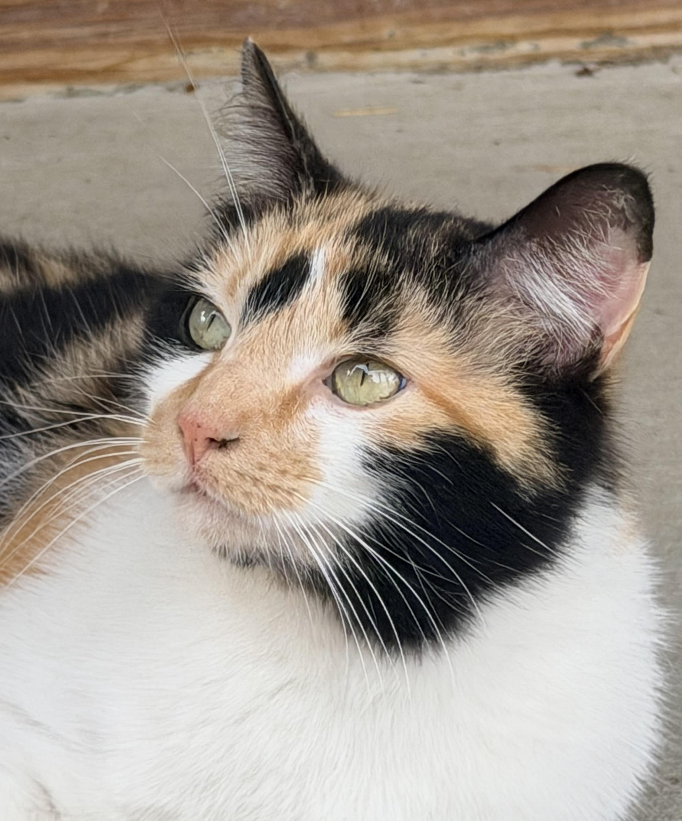 Enlarge Catalina, an adopted Calico in Pittsburgh, PA image 3/4