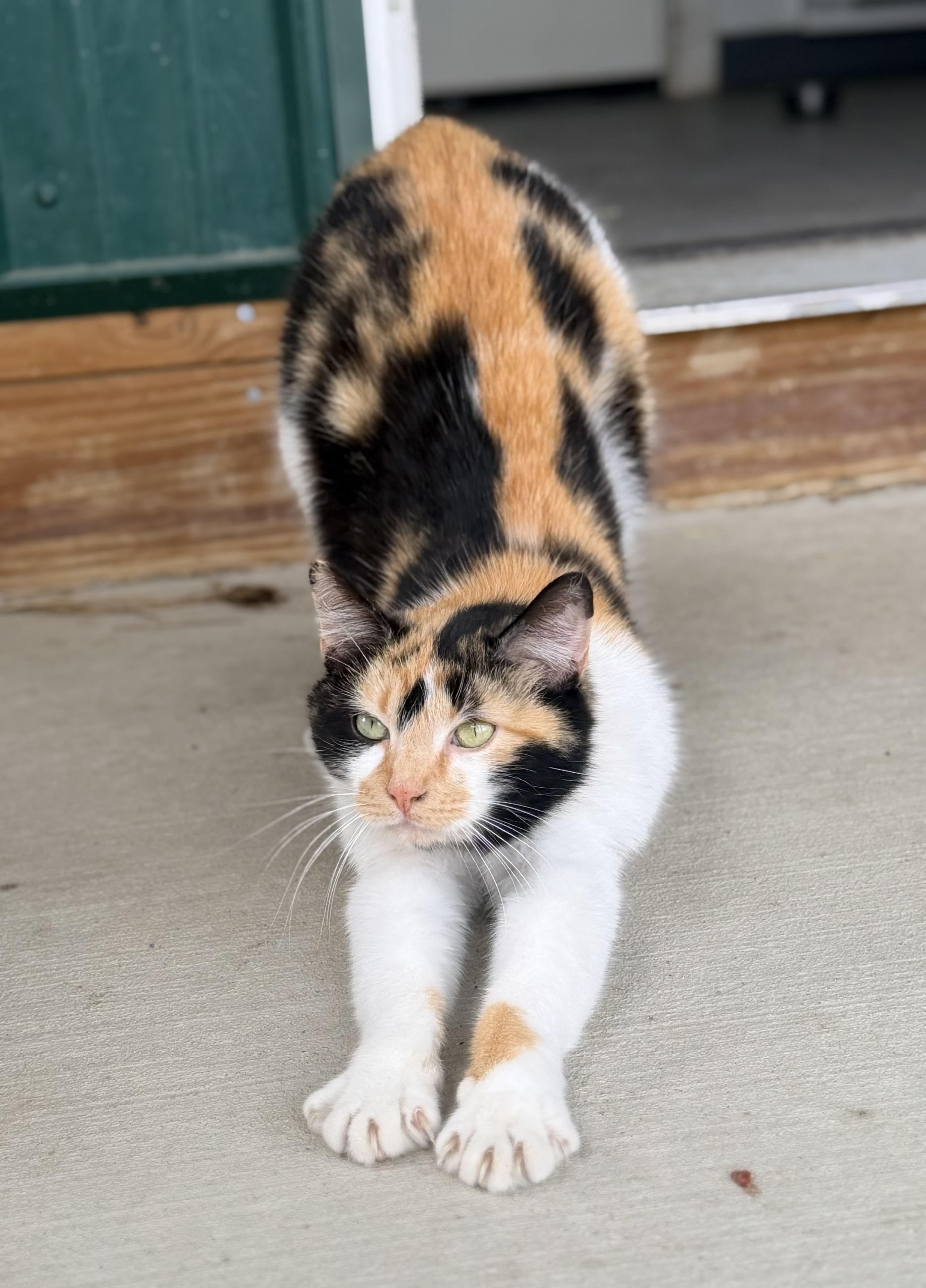 Enlarge Catalina, an adopted Calico in Pittsburgh, PA image 2/4