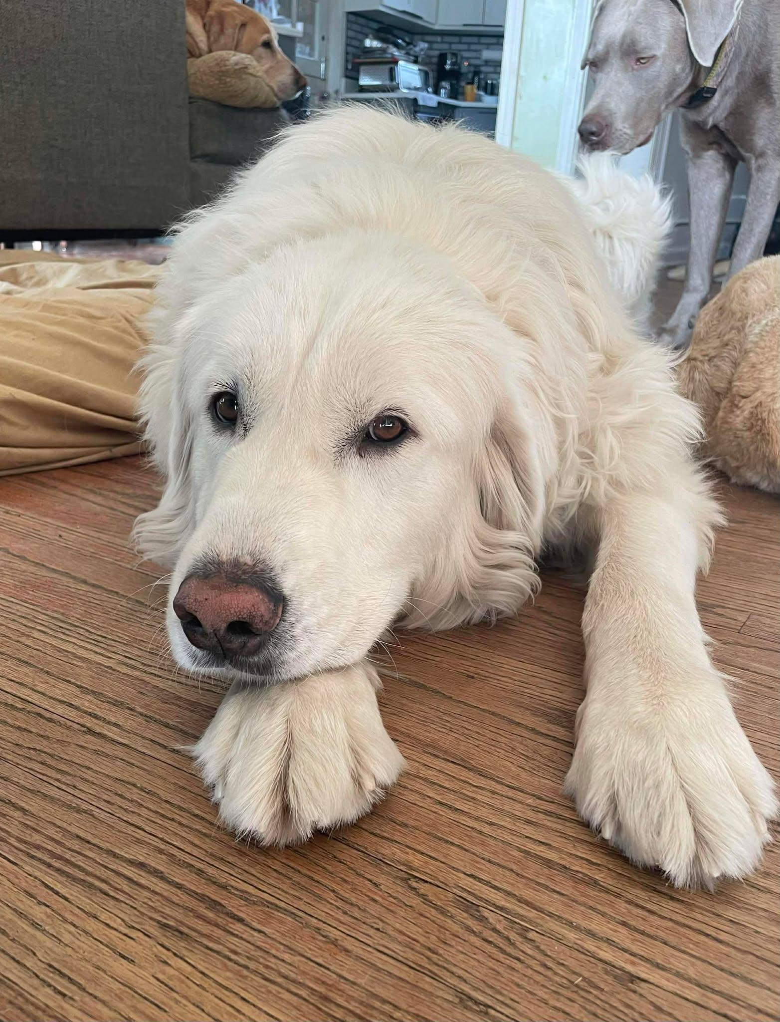 Sandie, adopted, Adult Female Great Pyrenees.