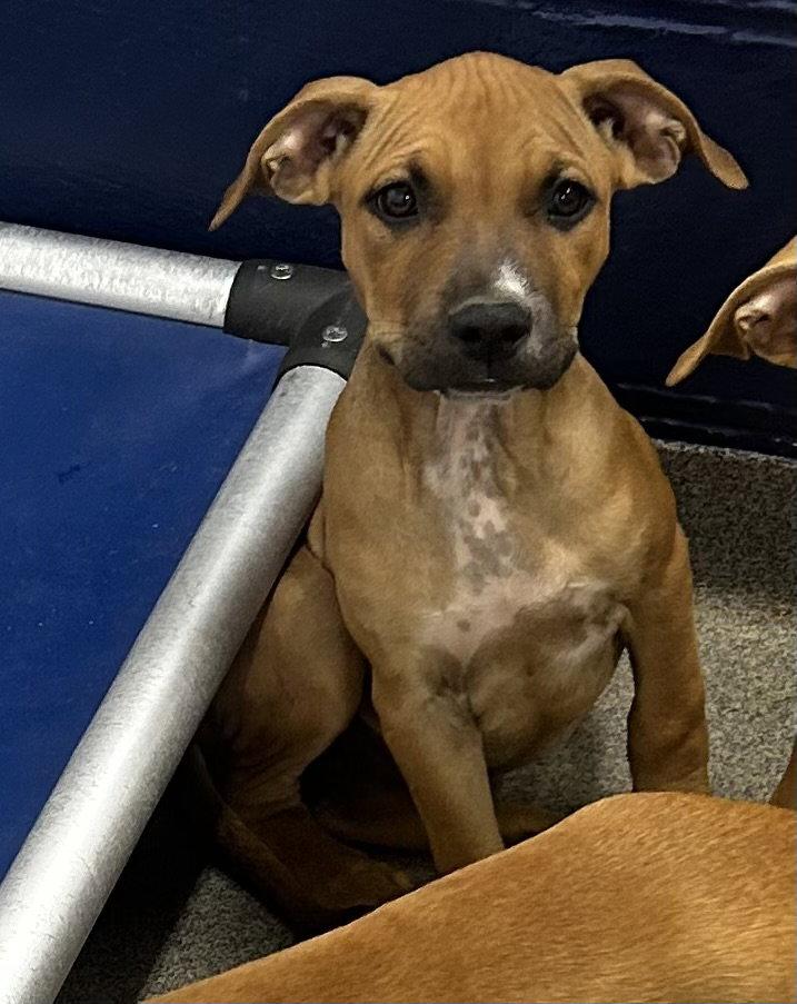 Coco 3mo (AVA 10/21) photo