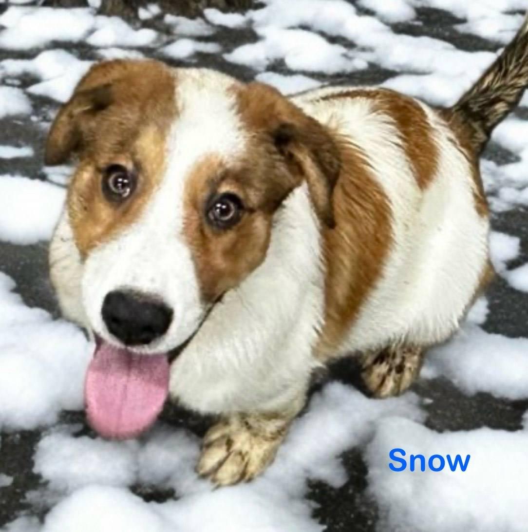 Snow, Adoptable, Puppy Male Great Pyrenees & Australian Cattle Dog / Blue Heeler.