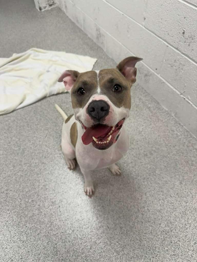 Coral, Adoptable, Adult Female Pit Bull Terrier & Staffordshire Bull Terrier.