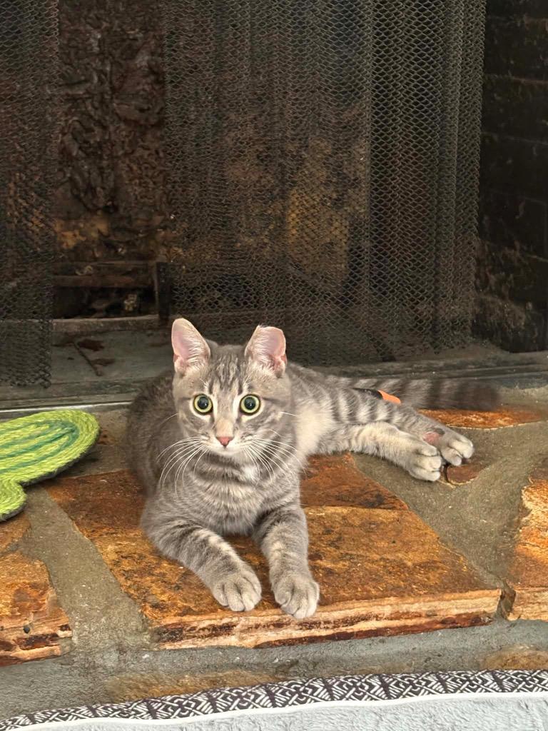 Riot, Adoptable, Kitten Male Domestic Short Hair.