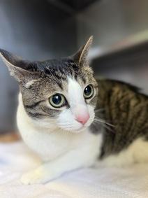 Zoey, Adoptable, Young Female Domestic Short Hair.