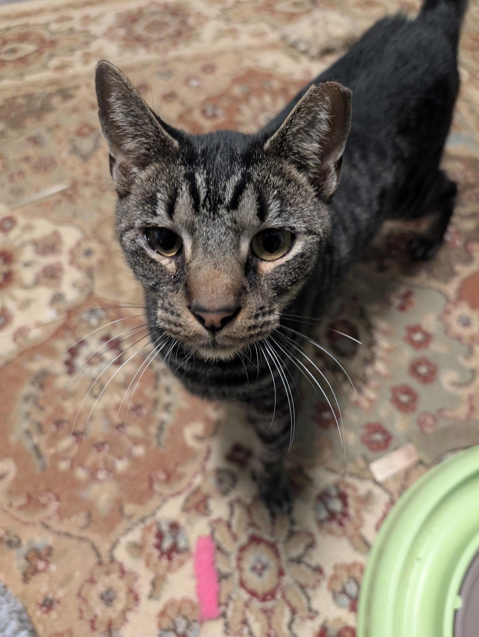 Marcus, Adoptable, Adult Male Tabby & Domestic Short Hair.