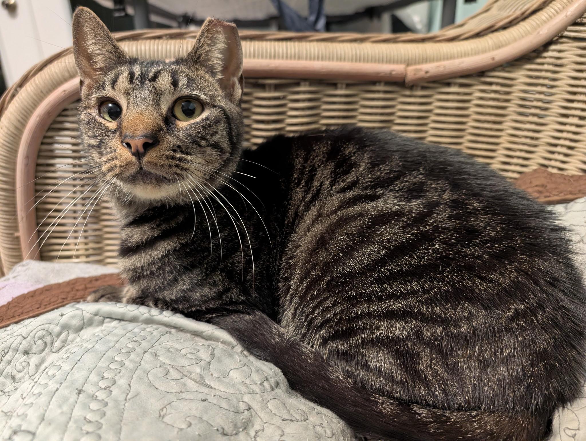 Marcus, a Adoptable mixed breed in Cedars, PA image 3/5