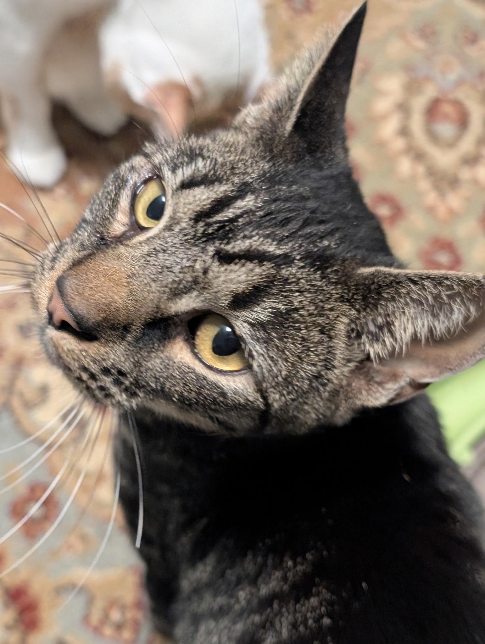 Marcus, a Adoptable mixed breed in Cedars, PA image 4/5