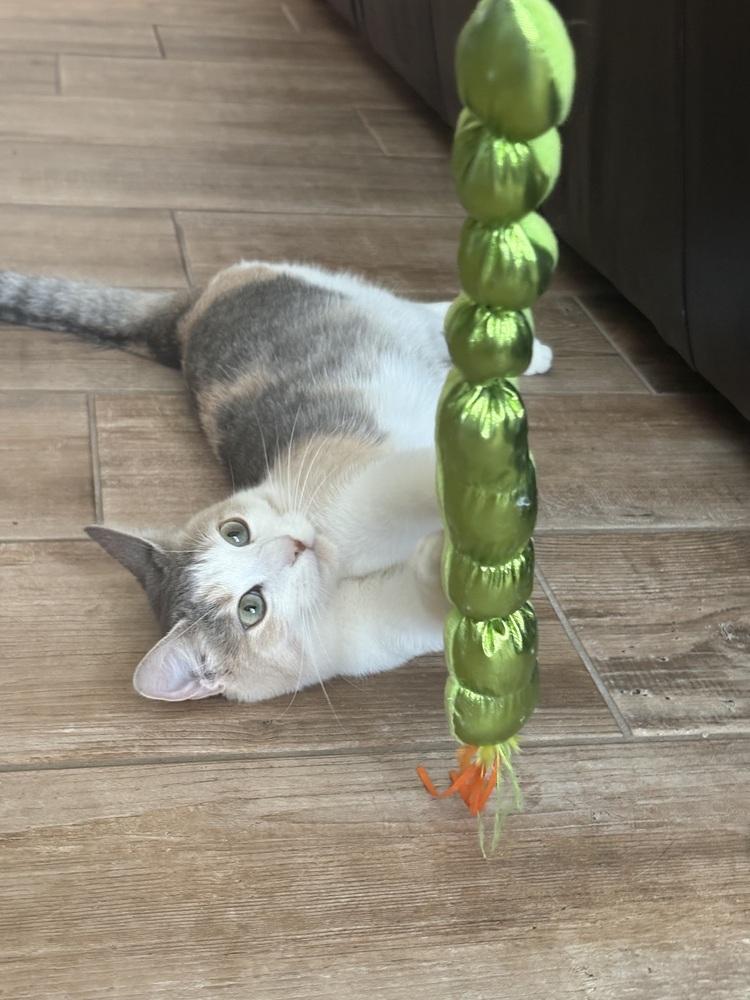 Ripley, Adopted, Young Female Domestic Short Hair.