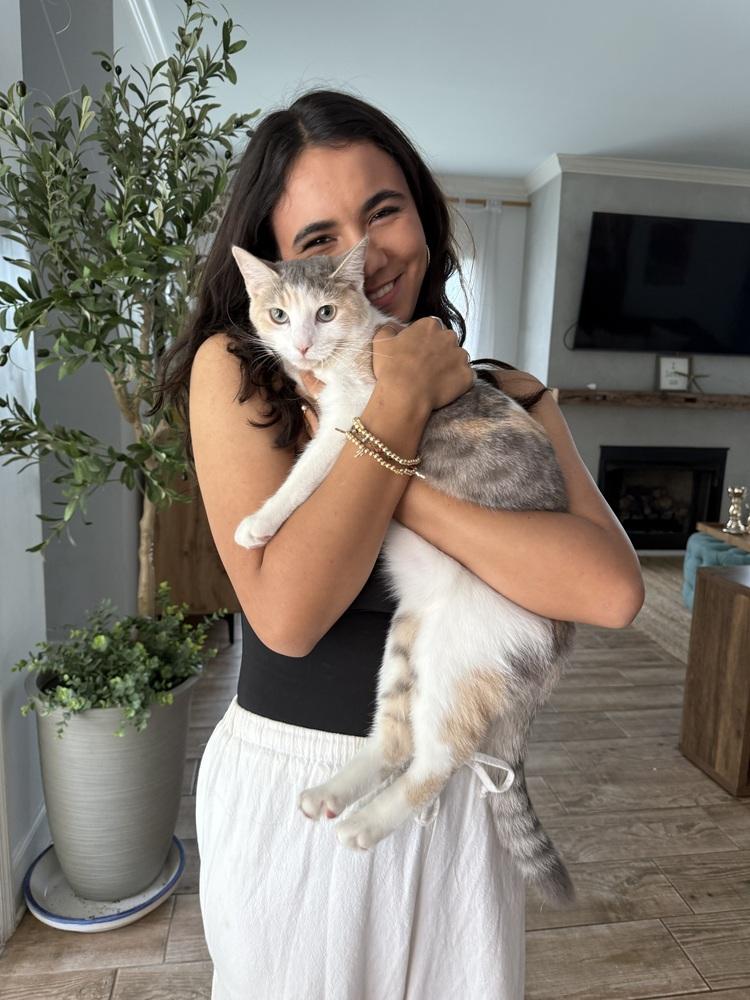 Enlarge Ripley, a Adopted Domestic Short Hair in Saint Augustine, FL image 3/6