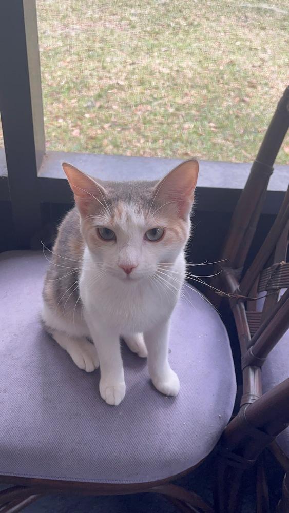 Enlarge Ripley, a Adopted Domestic Short Hair in Saint Augustine, FL image 4/6