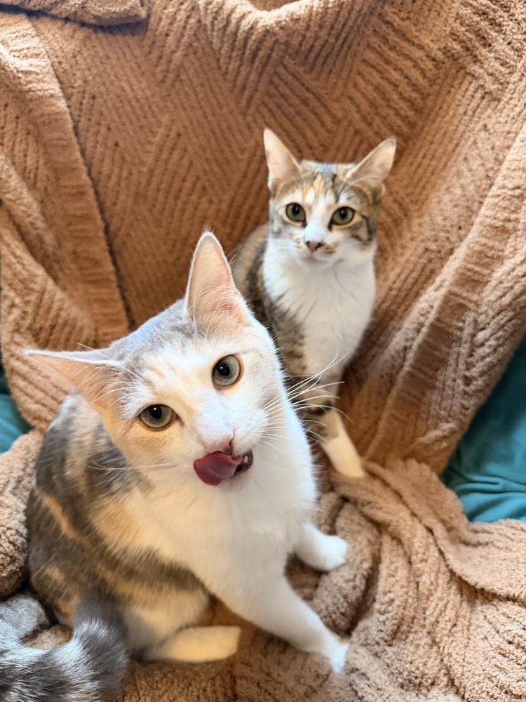 Enlarge Ripley, a Adopted Domestic Short Hair in Saint Augustine, FL image 6/6