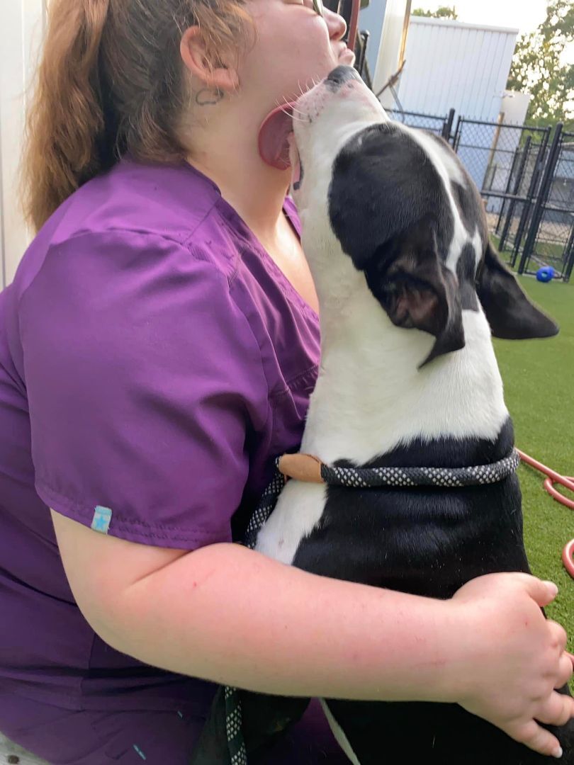 Dog for adoption Nemo (received professional obedience training), an