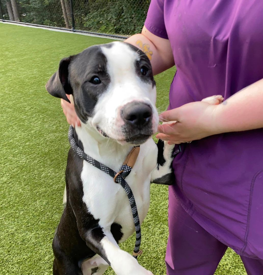 Dog for adoption Nemo (received professional obedience training), an