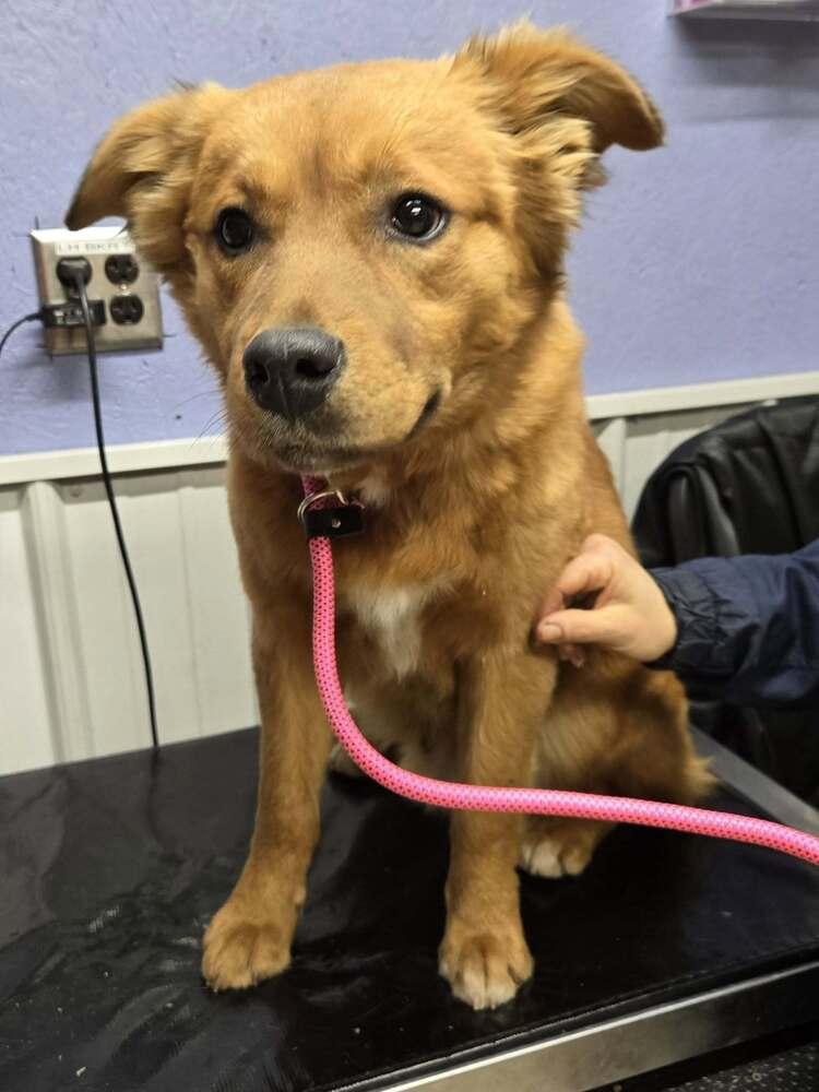 Enlarge Spencer, a Adoptable mixed breed in Waverly, OH image 1/1