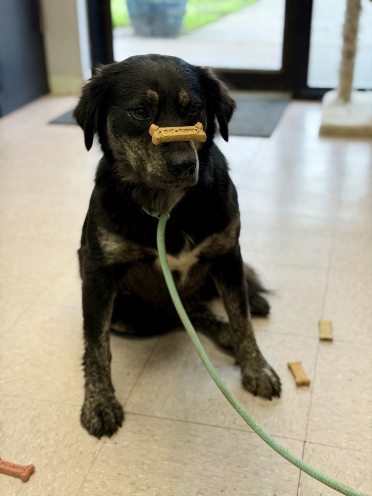 Shelly, a Adopted mixed breed in Sherwood, AR image 1/4