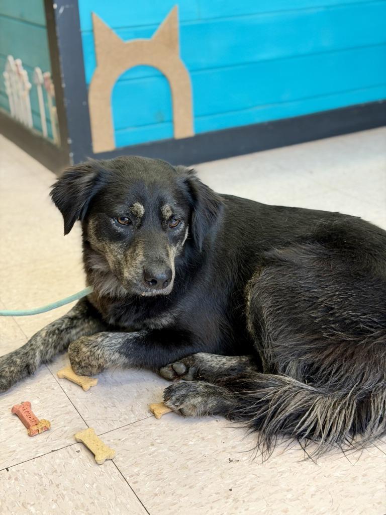 Shelly, a Adopted mixed breed in Sherwood, AR image 2/4