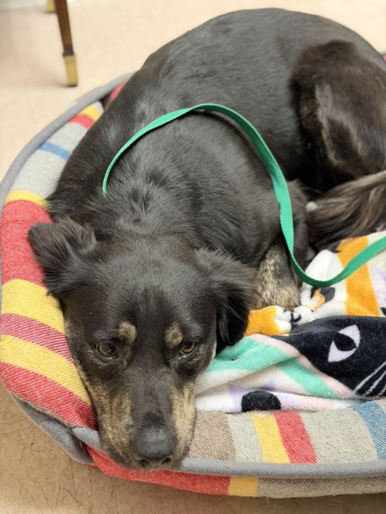 Shelly, a Adopted mixed breed in Sherwood, AR image 3/4