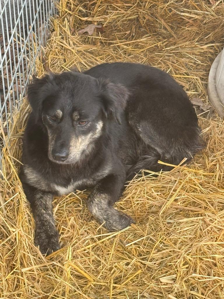 Shelly, a Adopted mixed breed in Sherwood, AR image 4/4