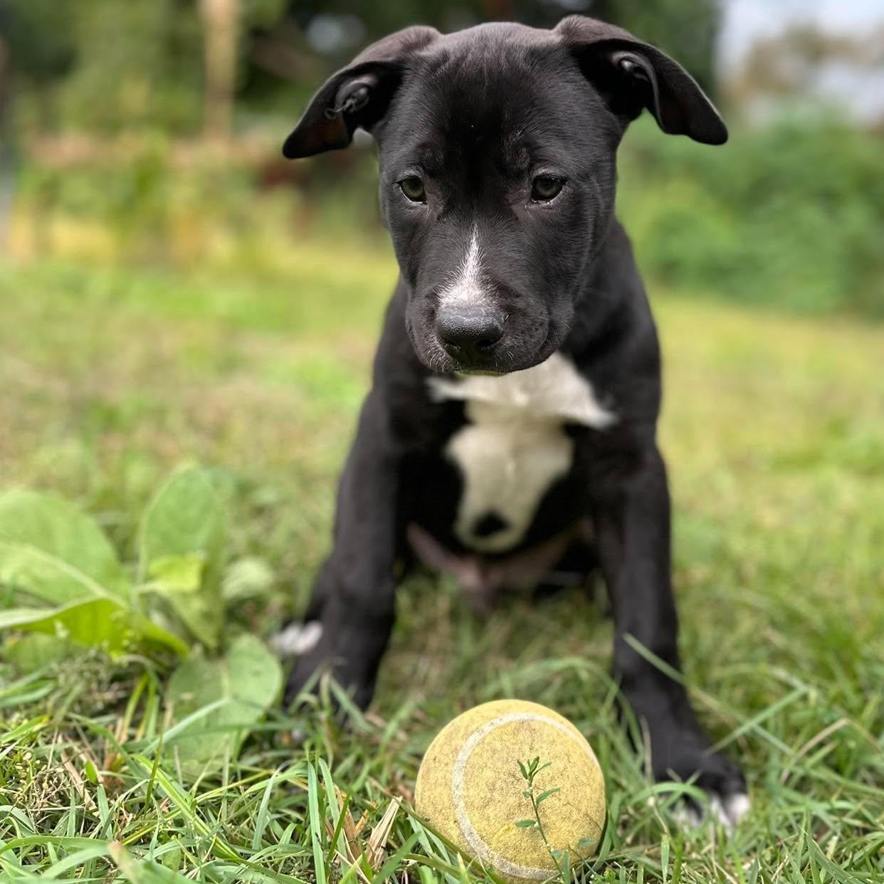 Enlarge Isaac Newton, a Adoptable mixed breed in Rochester, NY image 3/6