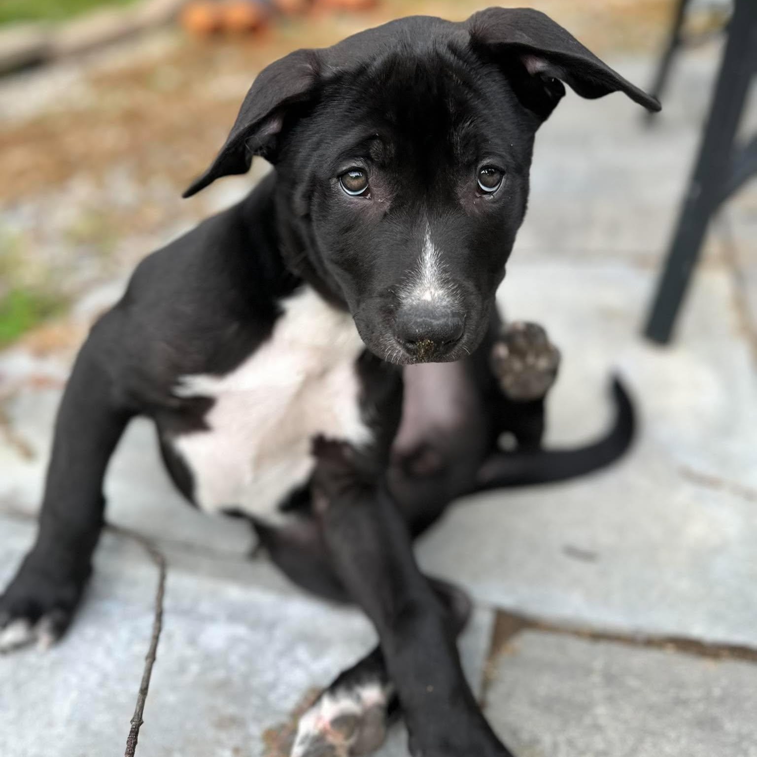 Enlarge Isaac Newton, a Adoptable mixed breed in Rochester, NY image 6/6