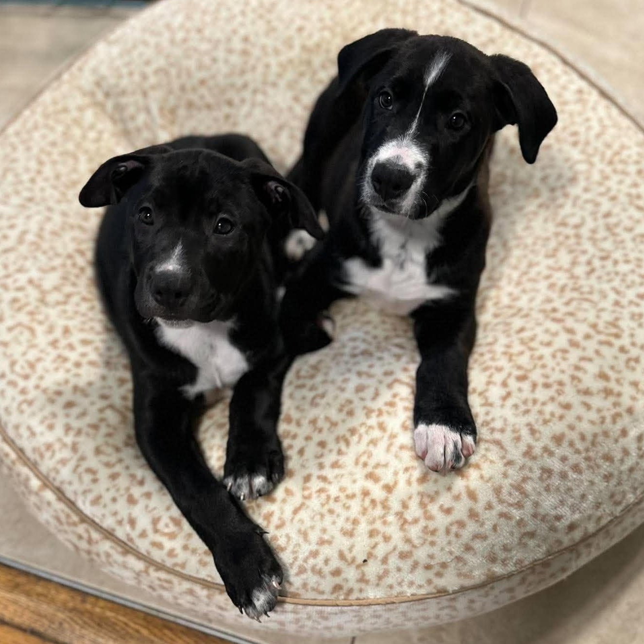 Enlarge Isaac Newton, a Adoptable mixed breed in Rochester, NY image 5/6