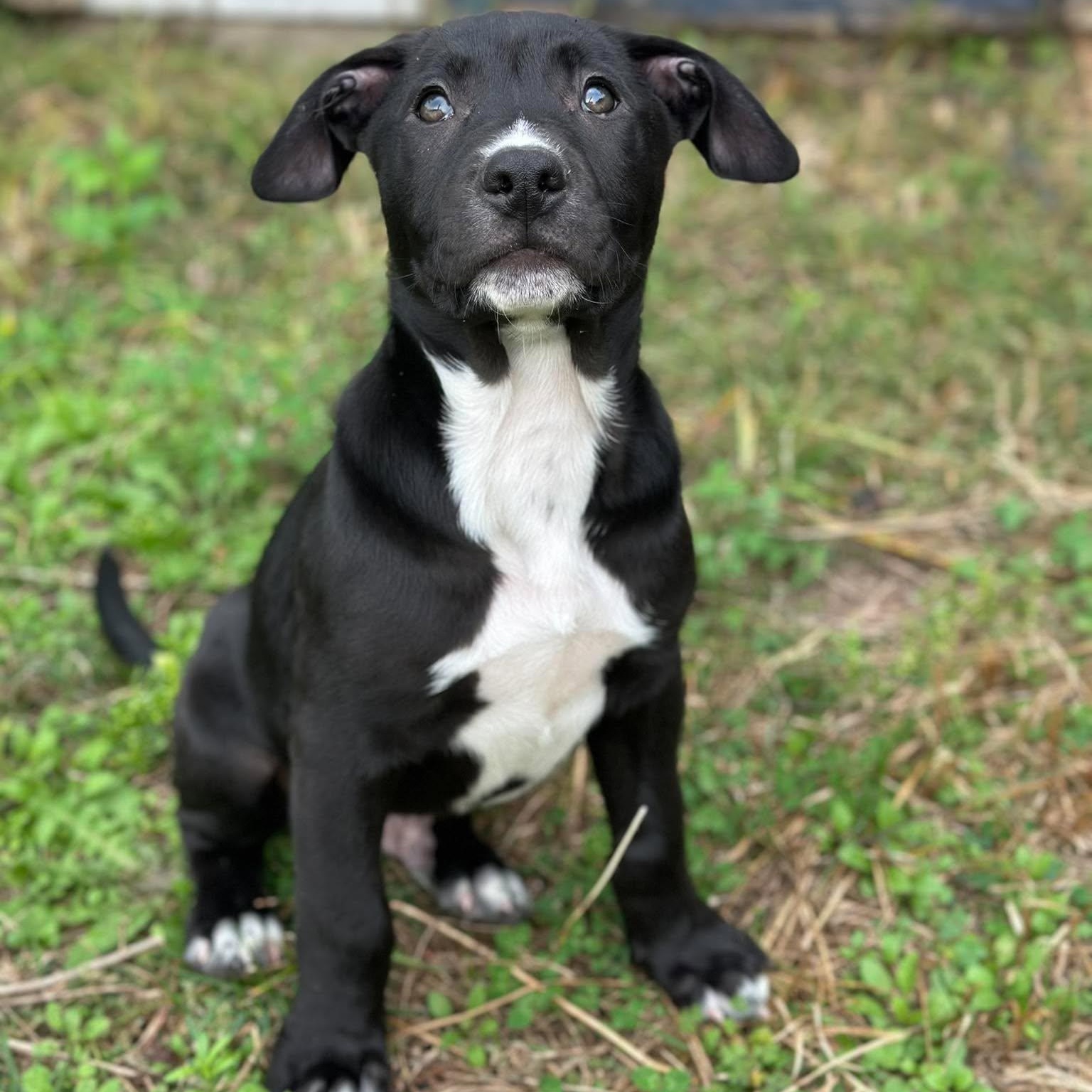 Enlarge Isaac Newton, a Adoptable mixed breed in Rochester, NY image 1/6