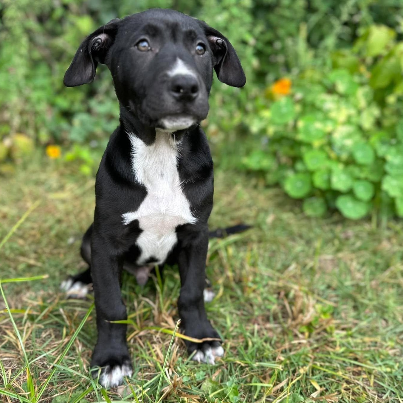 Enlarge Isaac Newton, a Adoptable mixed breed in Rochester, NY image 4/6