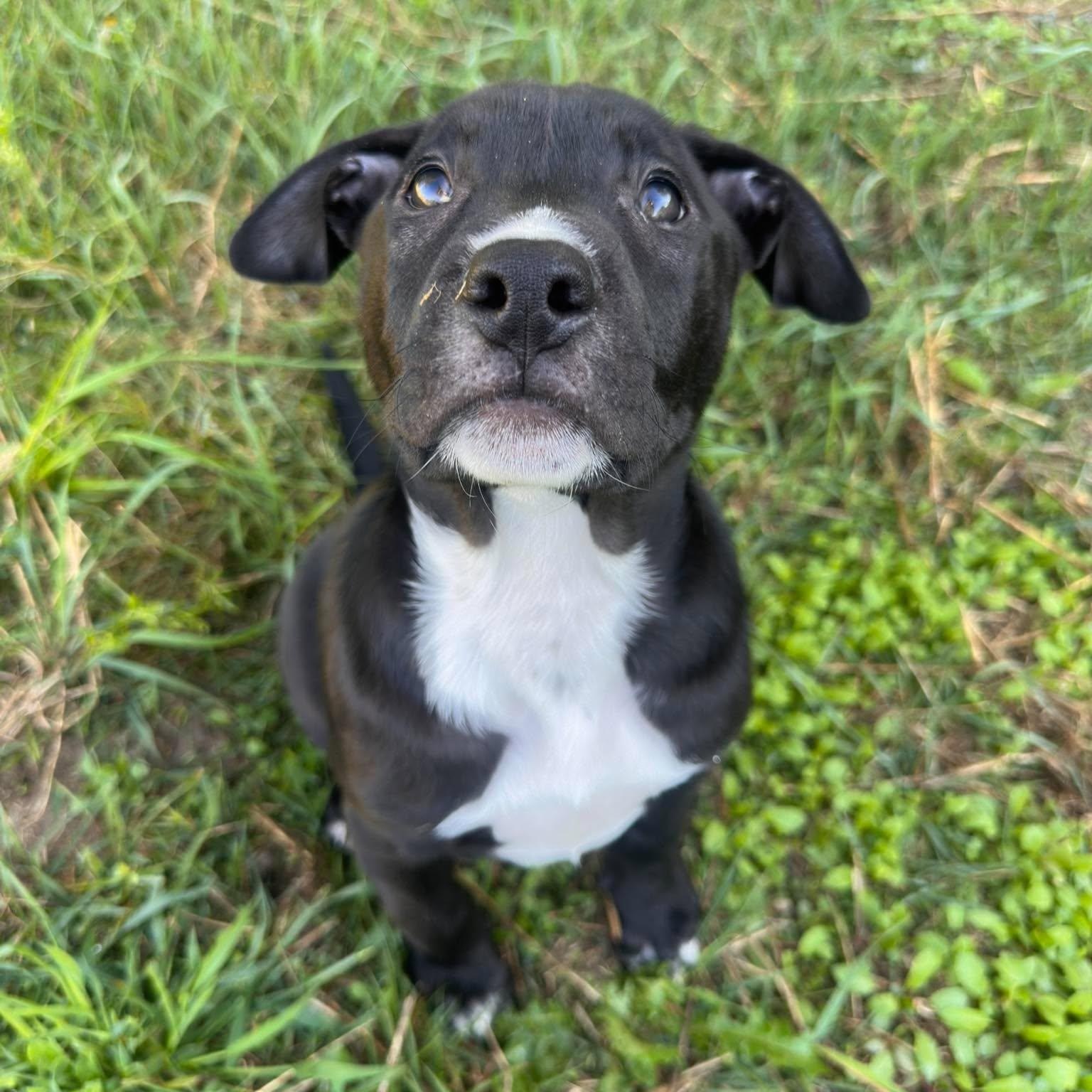 Enlarge Isaac Newton, a Adoptable mixed breed in Rochester, NY image 2/6