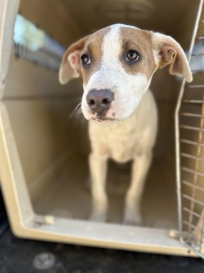 Enlarge Frescas, a Adoptable mixed breed in Fresno, CA image 1/1