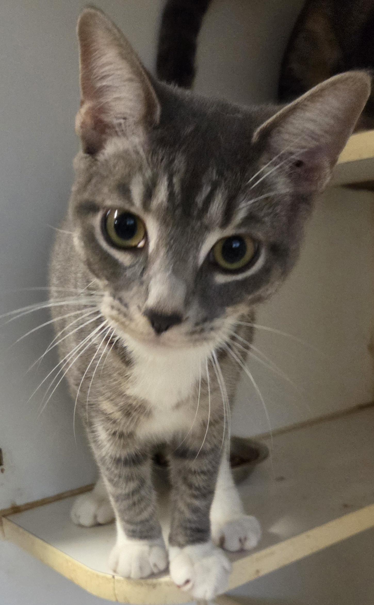 Purple Rain, Adopted, Adult Male Domestic Short Hair.