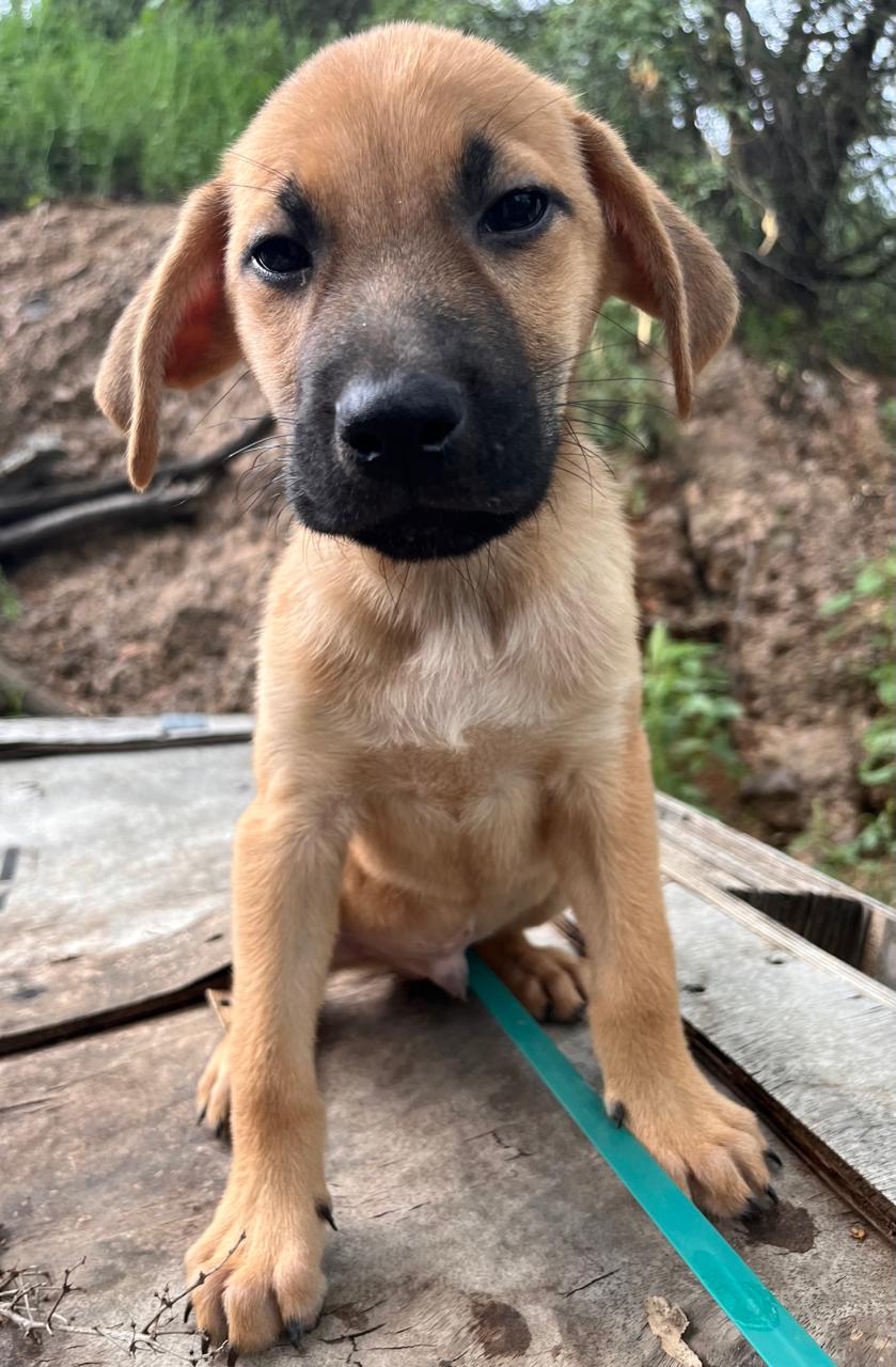 Enlarge OLIVER, a Adoptable Shepherd in Nogales, SON image 1/5