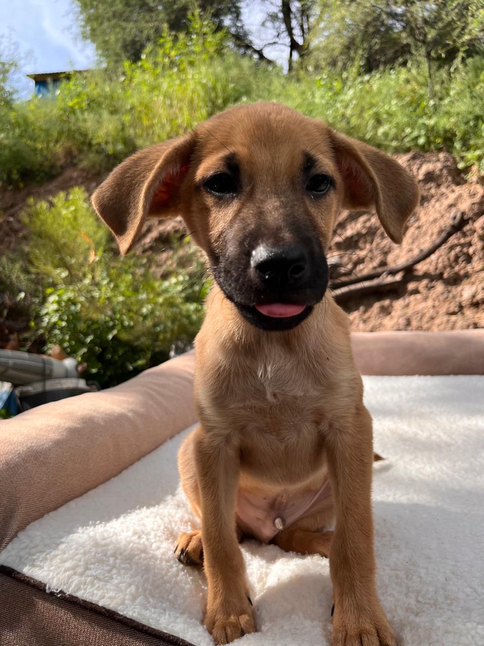 Enlarge OLIVER, a Adoptable Shepherd in Nogales, SON image 2/5