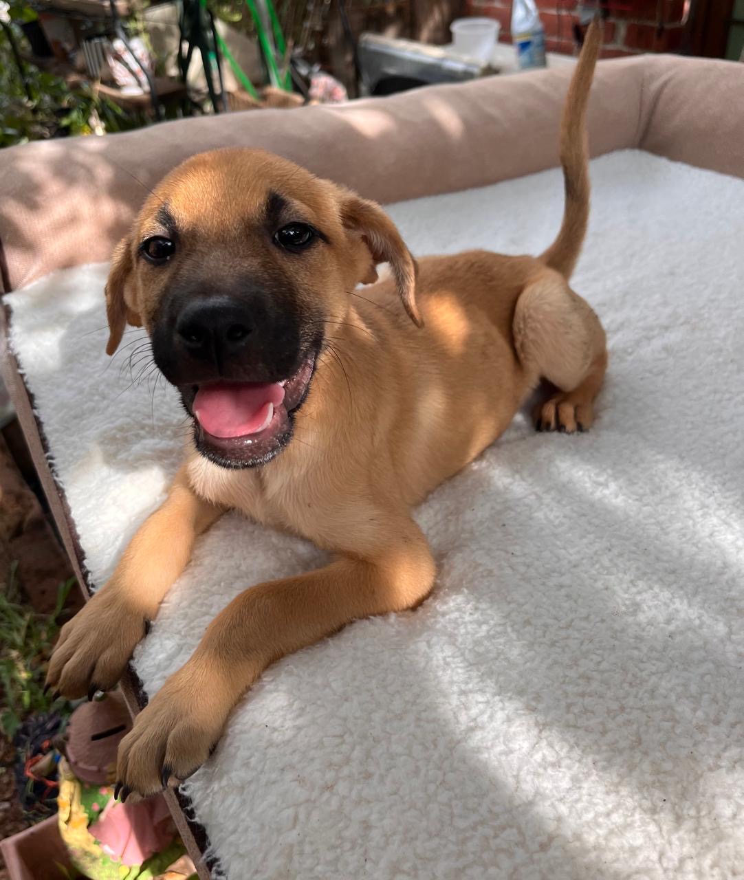 Enlarge OLIVER, a Adoptable Shepherd in Nogales, SON image 3/5