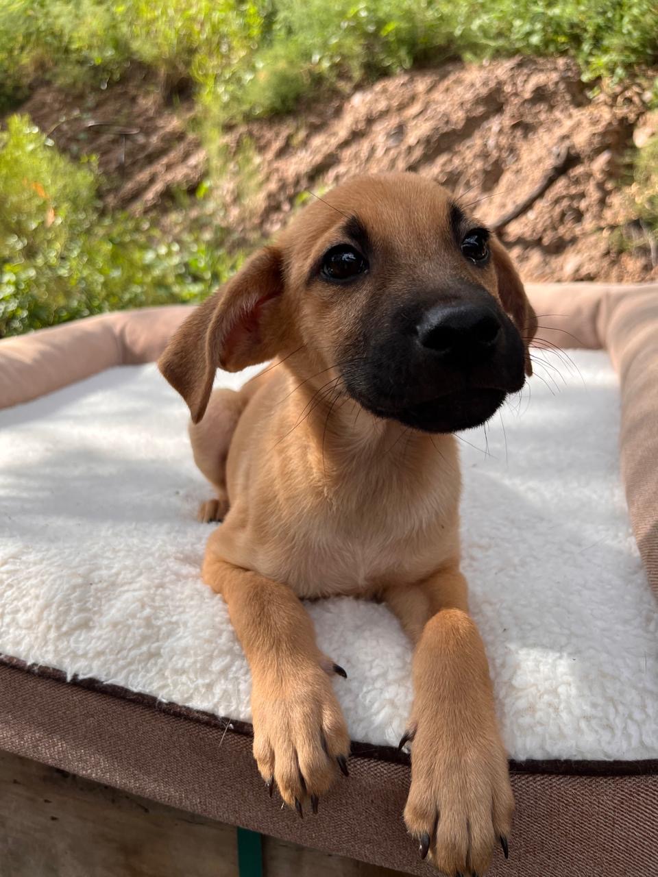 Enlarge OLIVER, a Adoptable Shepherd in Nogales, SON image 4/5