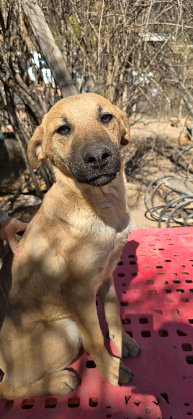 Enlarge OLIVER, a Adoptable Shepherd in Nogales, SON image 5/5