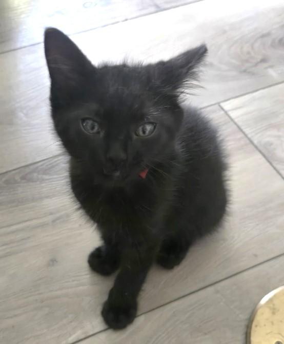 Enlarge Silky, a Adoptable Domestic Medium Hair in Lafayette, LA image 2/3