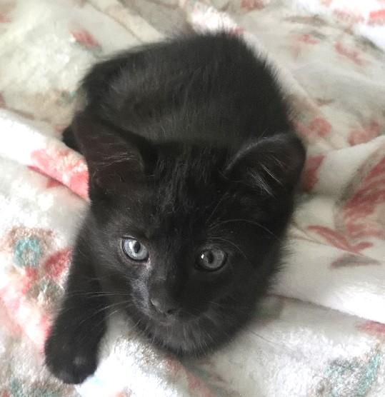Silky, Adoptable, Kitten Male Domestic Medium Hair.