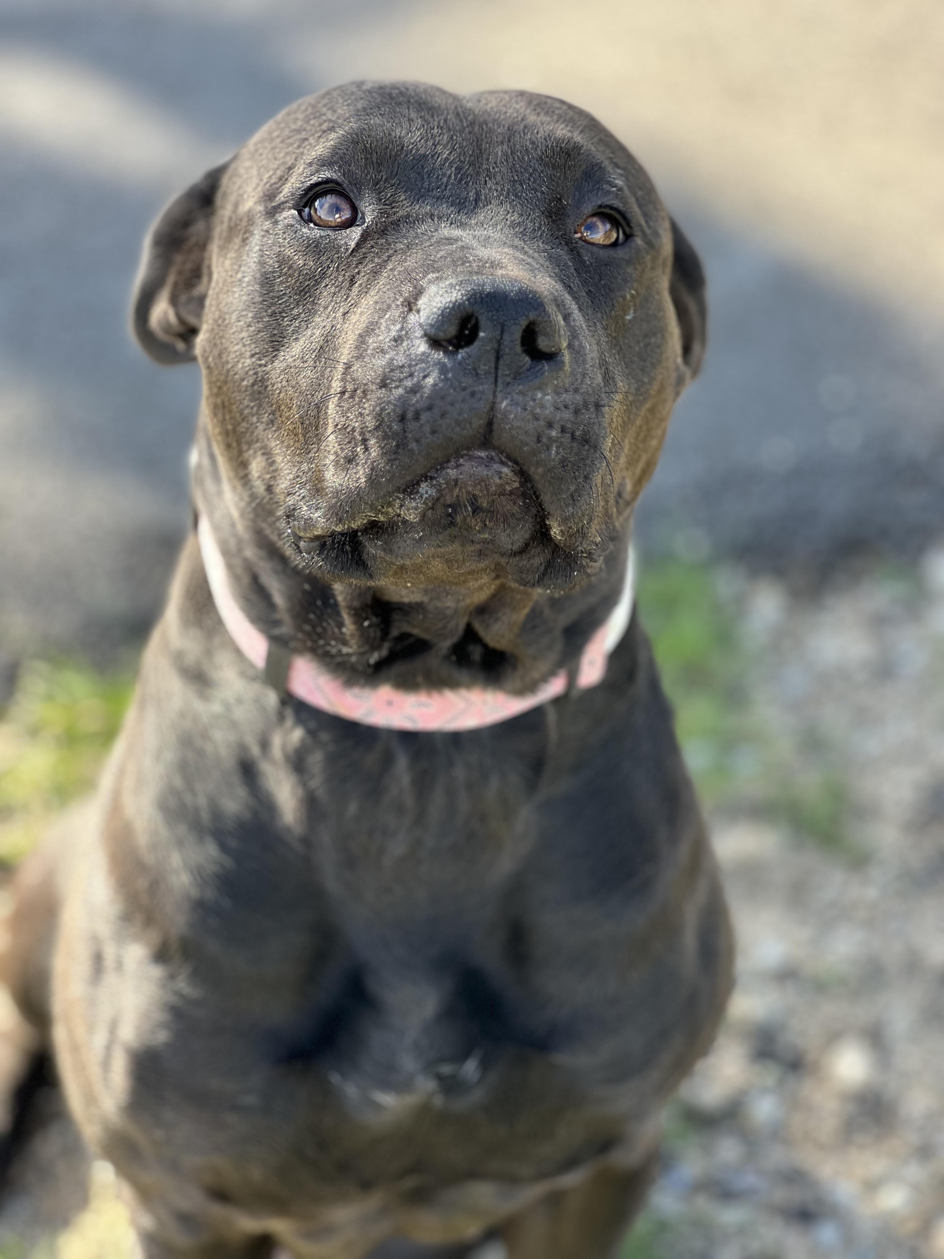 Annie, ADOPTABLE, Young Female Black Labrador Retriever & American Staffordshire Terrier.